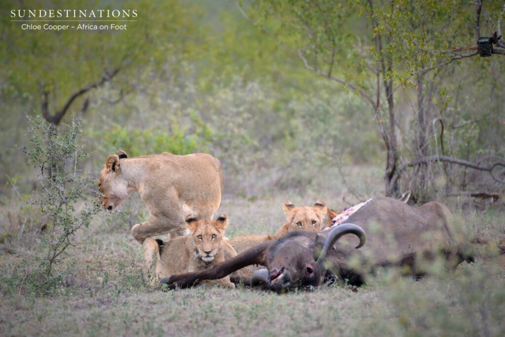 Cubs on the kill Cubs on the kill