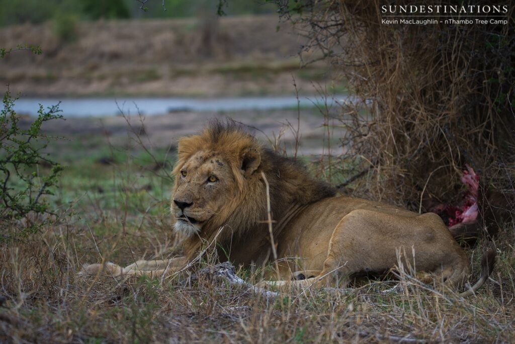 Trilogy male known to have a limp Trilogy male known to have a limp