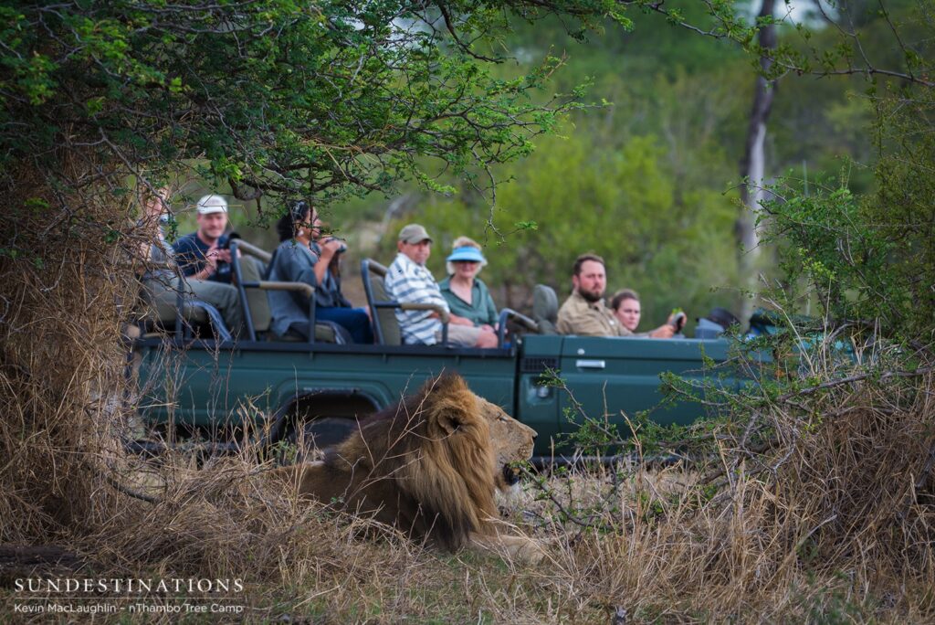 nThambo Tree Camp guests get a close look at a Trilogy male nThambo Tree Camp guests get a close look at a Trilogy male
