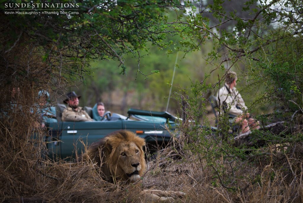 Trilogy male and nThambo game viewer Trilogy male and nThambo game viewer