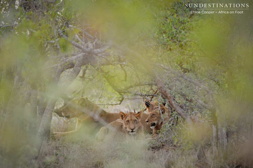 Hercules Pride keeping hidden Hercules Pride keeping hidden