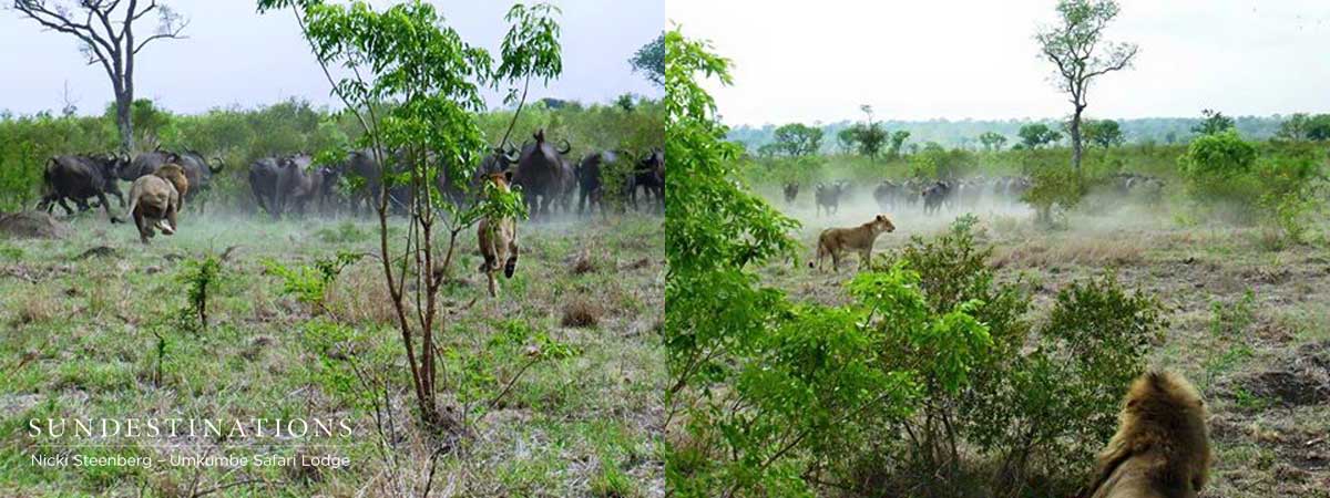 Lion Charge Umkumbe Lion Charge Umkumbe
