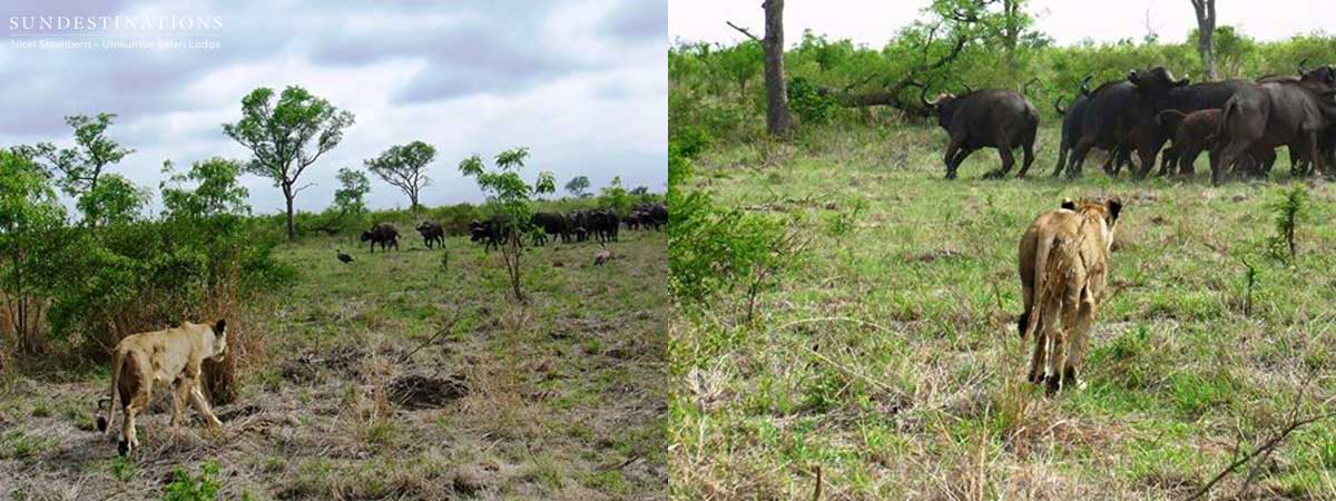 Lioness Charges Buffalo Lioness Charges Buffalo