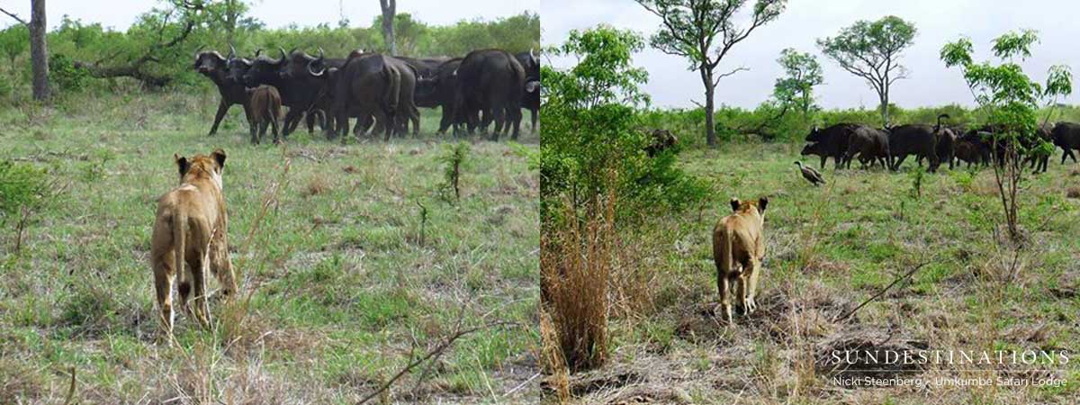 Southern Lioness Southern Lioness