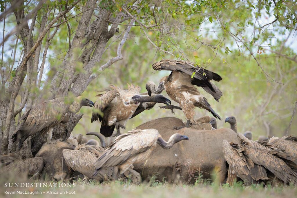 Vultures on the carcass Vultures on the carcass