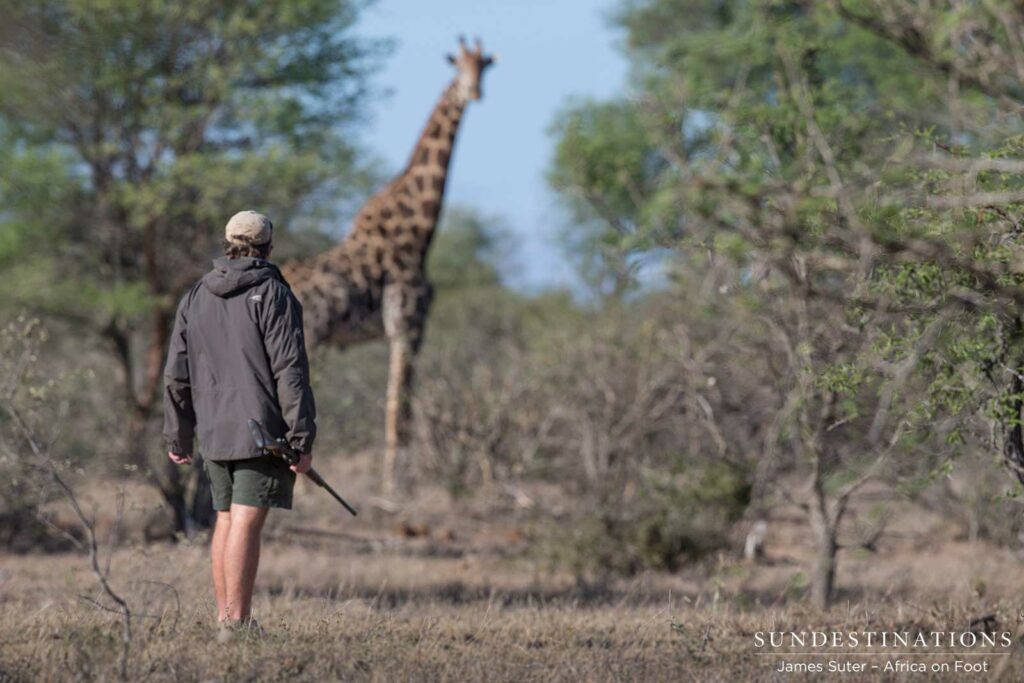 Specialised browsers like giraffe should have enough foliage to see them through the dry season Specialised browsers like giraffe should have enough foliage to see them through the dry season