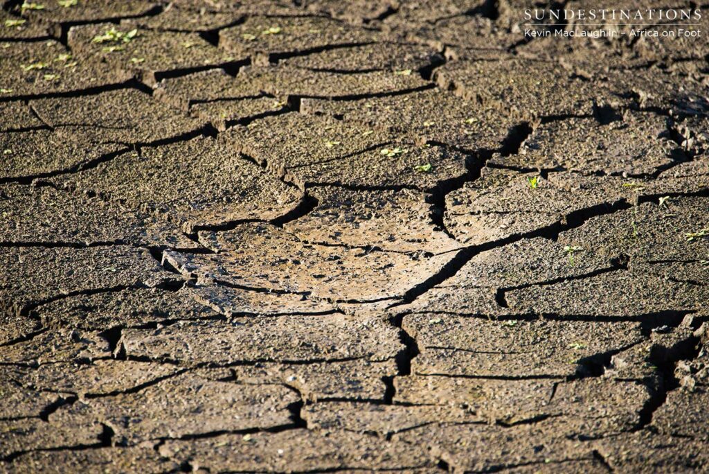 Thirsty ground Thirsty ground
