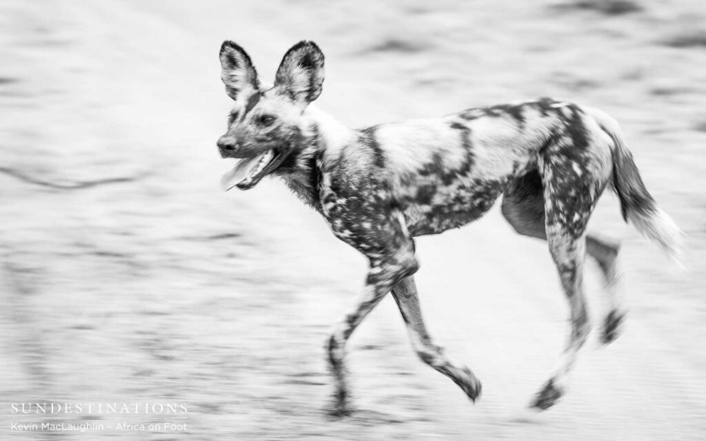 The pack of 17 runs onto the scene The pack of 17 runs onto the scene