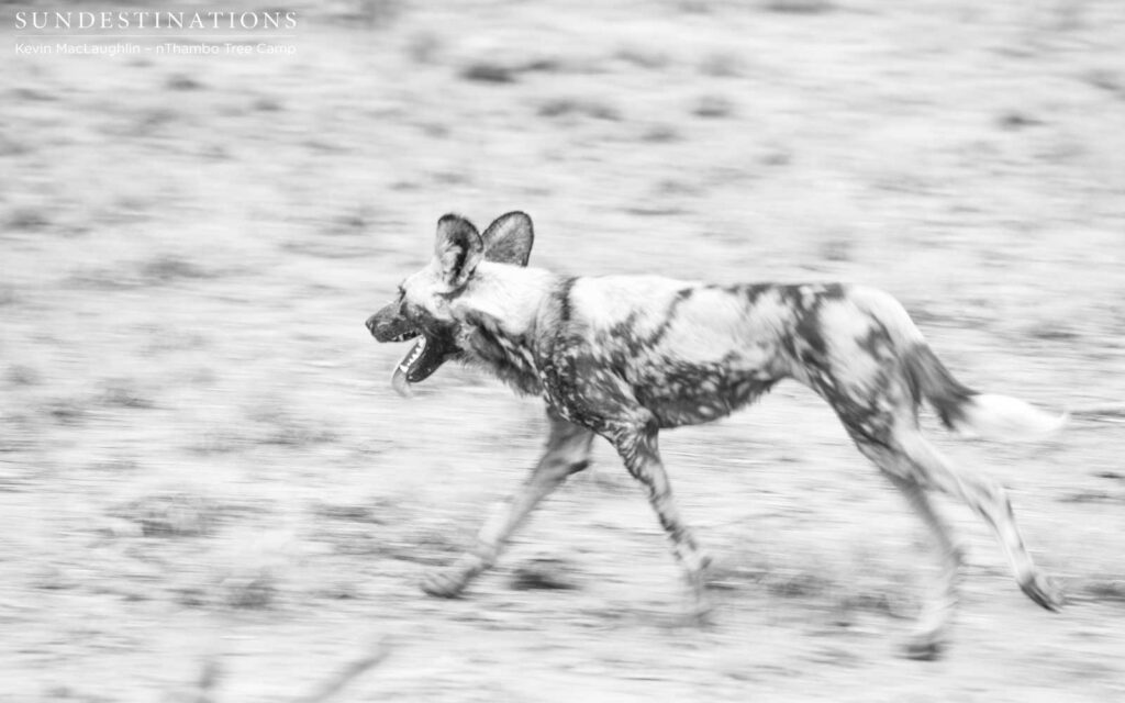 Active wild dogs settle to drink at Buffel Dam Active wild dogs settle to drink at Buffel Dam