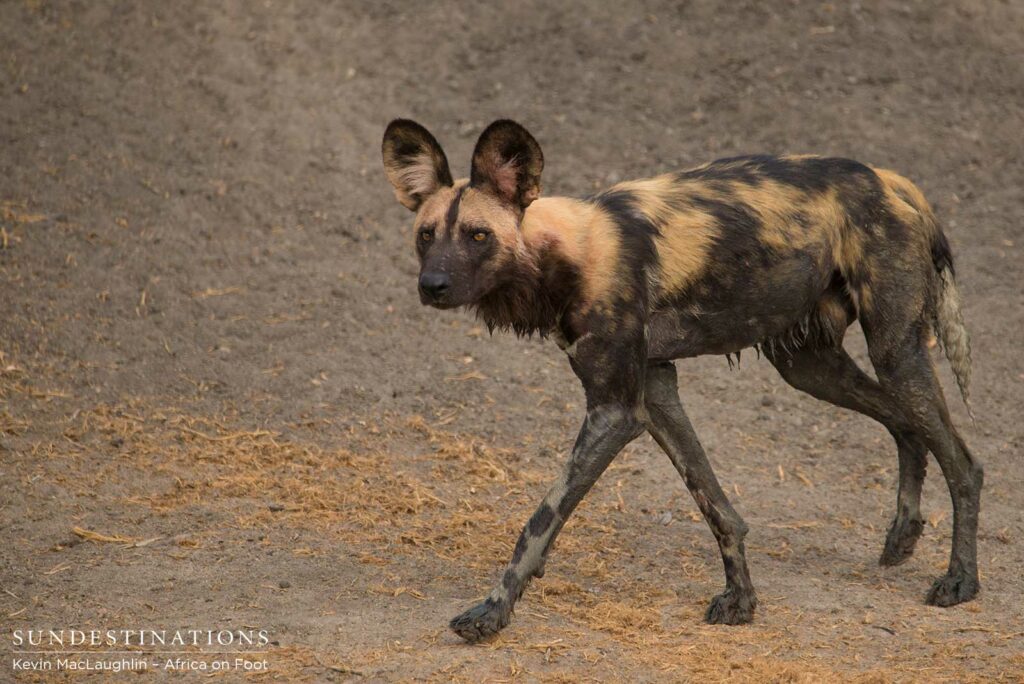 Wild dogs arrive at Buffel Dam Wild dogs arrive at Buffel Dam