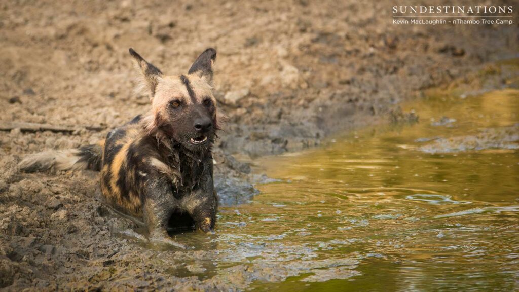 Cooling down Cooling down