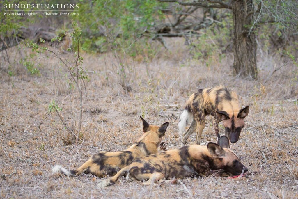 Wild dogs shortly after kill Wild dogs shortly after kill