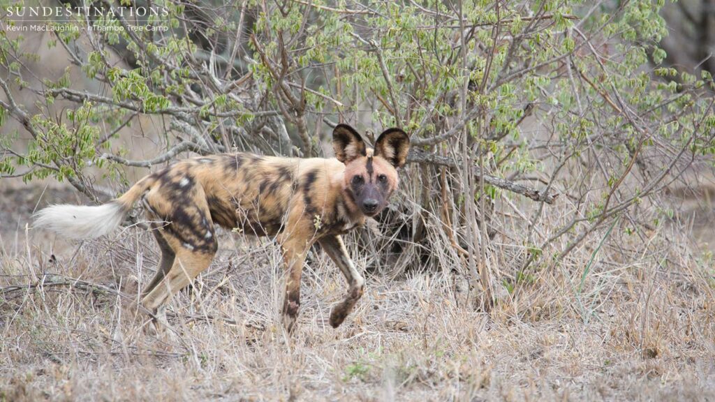 Pack of +-15 wild dogs Pack of +-15 wild dogs