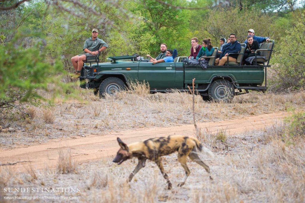 nThambo guests watching wild dogs go by nThambo guests watching wild dogs go by