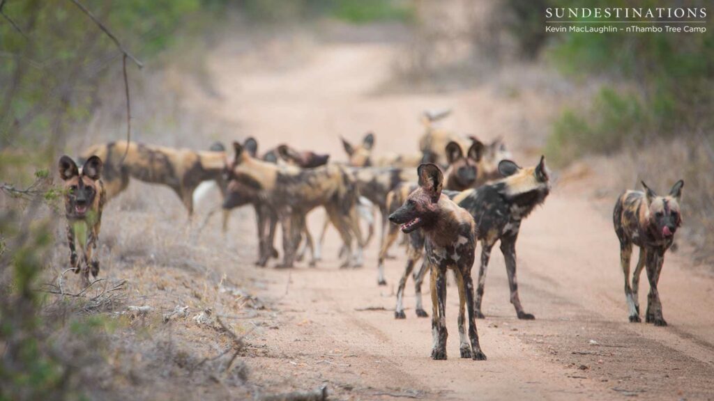 Estimated about 15 dogs seen this morning at nThambo Estimated about 15 dogs seen this morning at nThambo