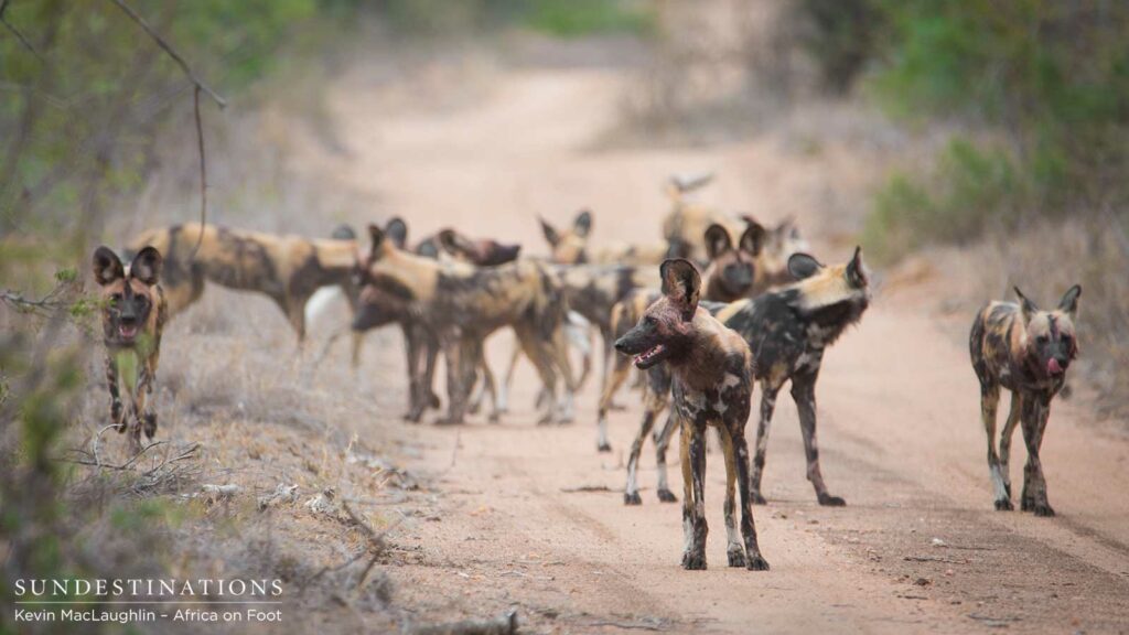 Large packs of wild dogs are seen more often Large packs of wild dogs are seen more often
