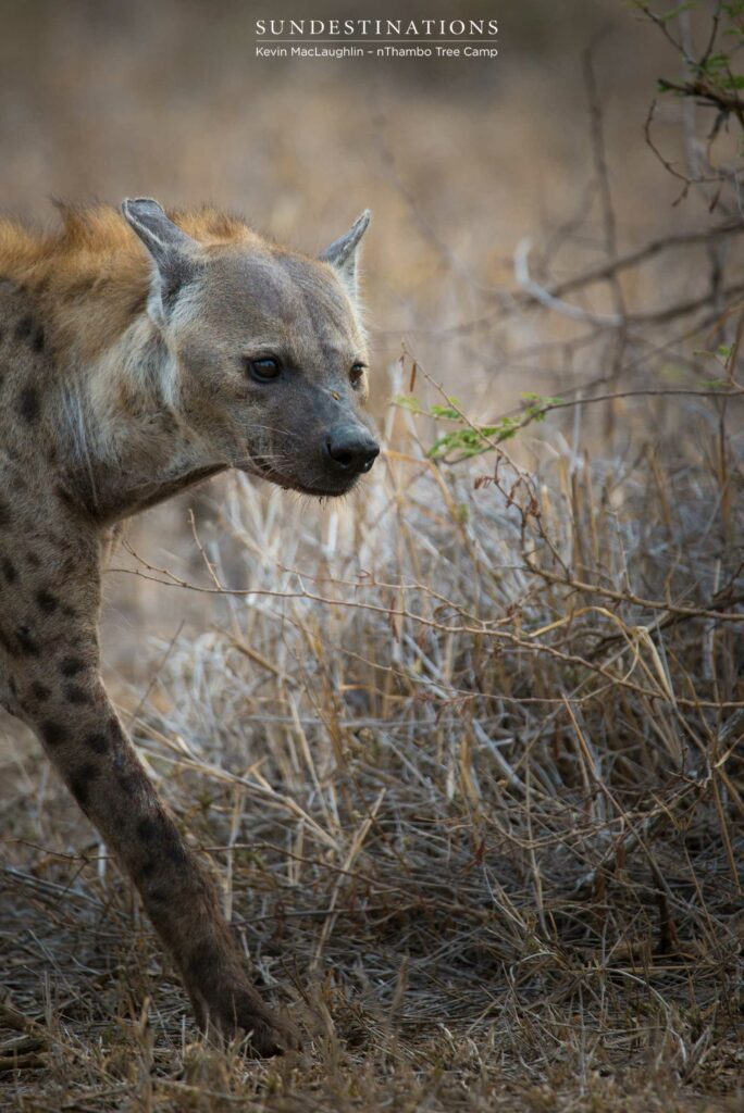 Spotted hyena steals wild dog kill Spotted hyena steals wild dog kill