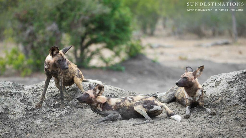 Wild dogs taking a rest at Buffel Dam Wild dogs taking a rest at Buffel Dam