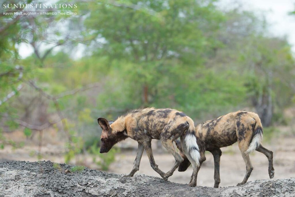 Wild dogs at Buffel Dam Wild dogs at Buffel Dam