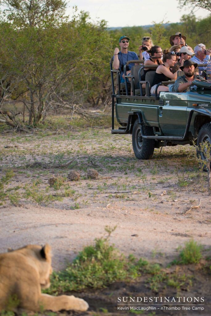 nThambo in the sighting with Ross Breakaway lionesses nThambo in the sighting with Ross Breakaway lionesses