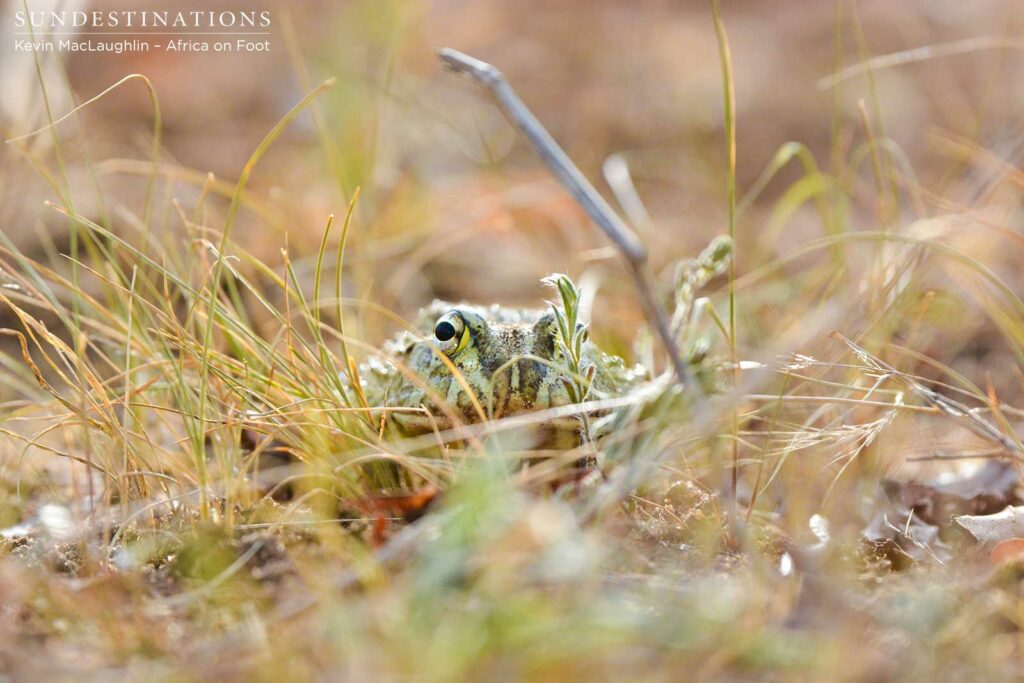 Unusual animals are seen out and about, like this African bullfrog, which is only active during the rains Unusual animals are seen out and about, like this African bullfrog, which is only active during the rains