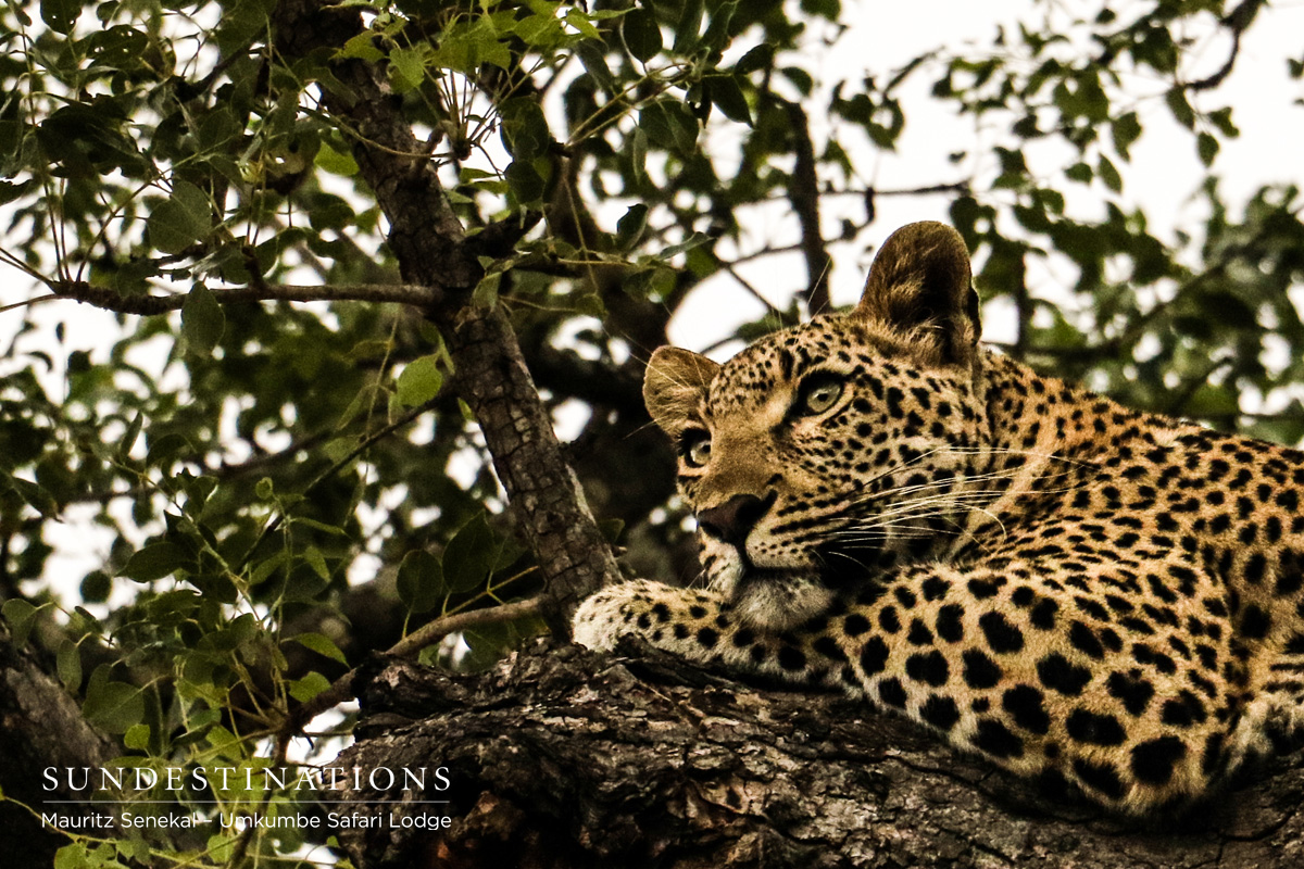 Kigelia in Tree Kigelia in Tree