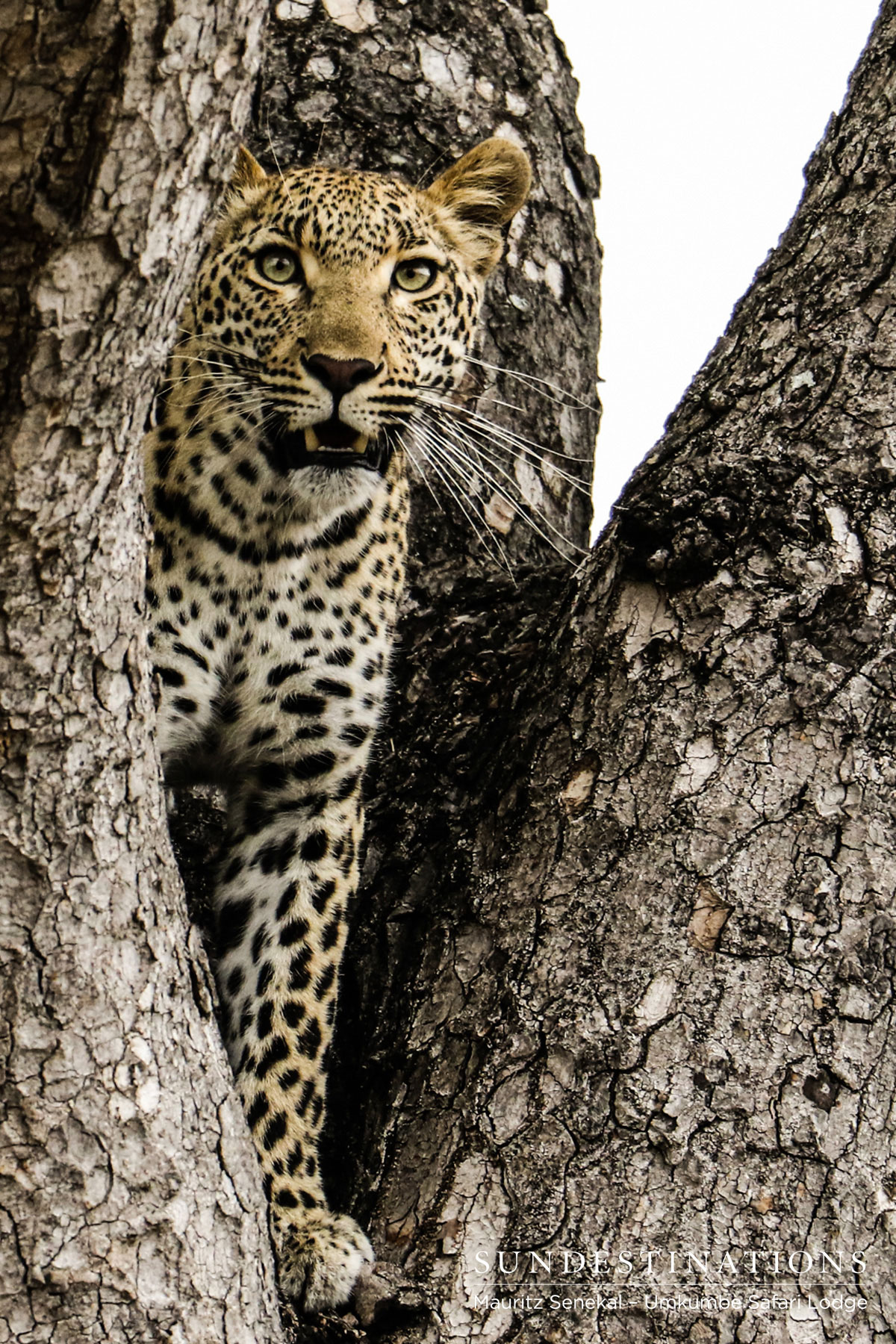 Kigelia in Tree Kigelia in Tree