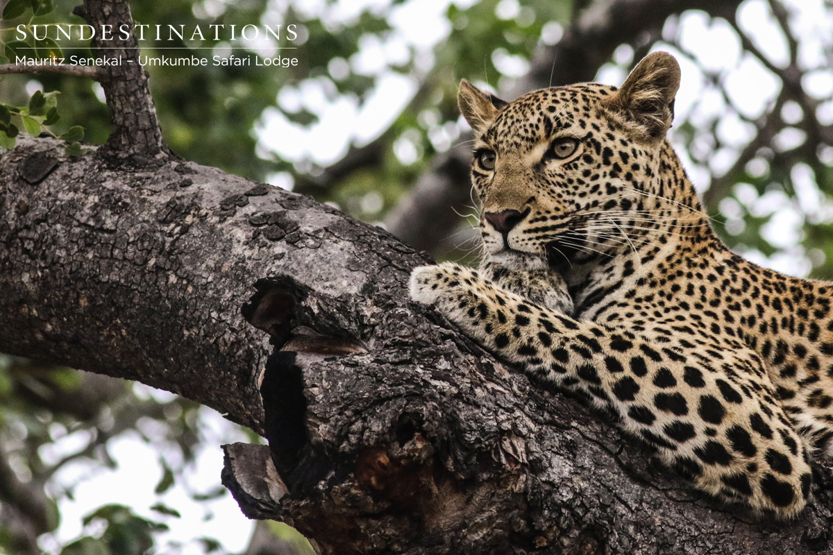 Kigelia - Sabi Sand Kigelia - Sabi Sand