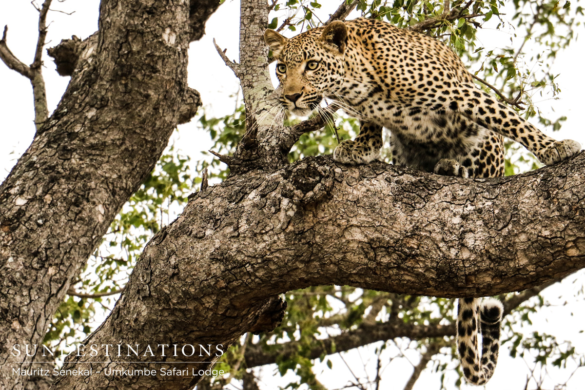 Kigelia Protects Her Kill Kigelia Protects Her Kill