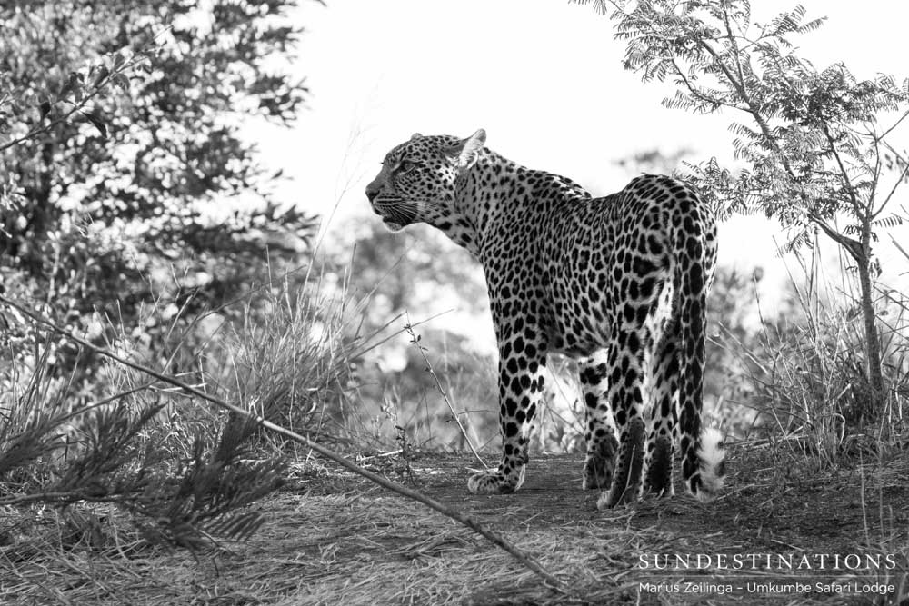 Tatowa looks around from a high perch Tatowa looks around from a high perch