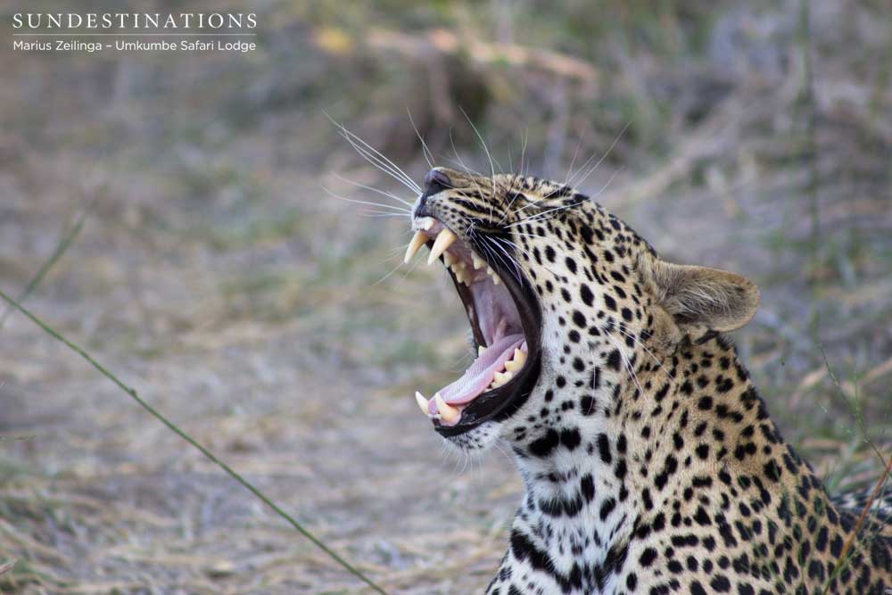 Tatowa providing ample photographic opportunities Tatowa providing ample photographic opportunities