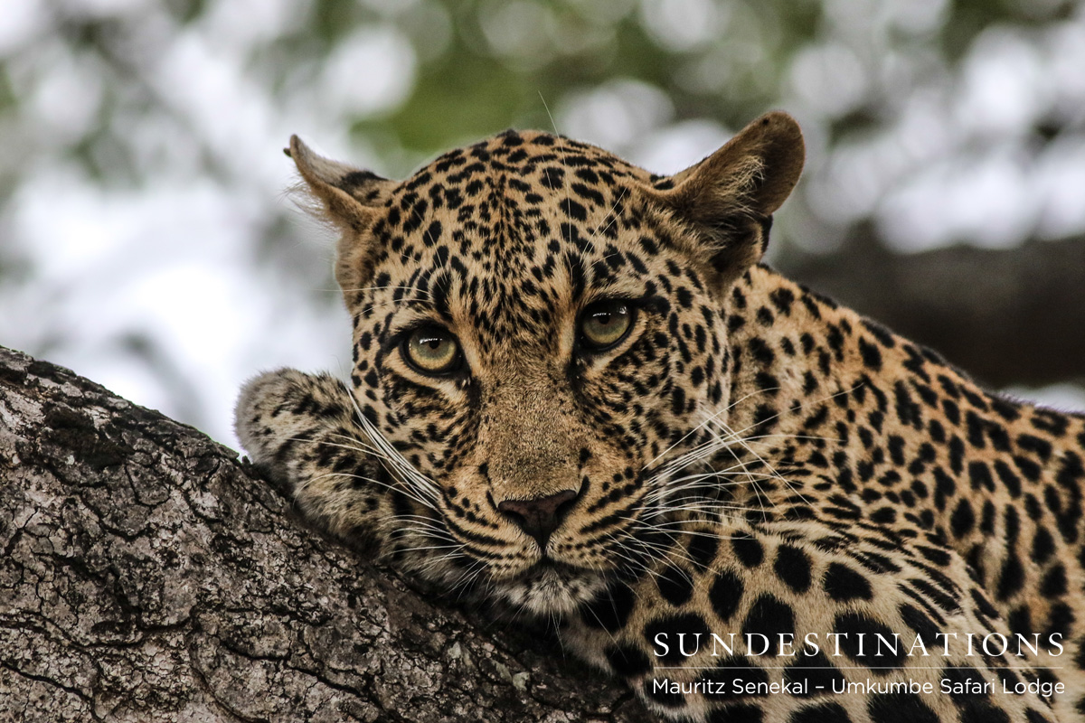 Tatowa Hiding in Tree Tatowa Hiding in Tree