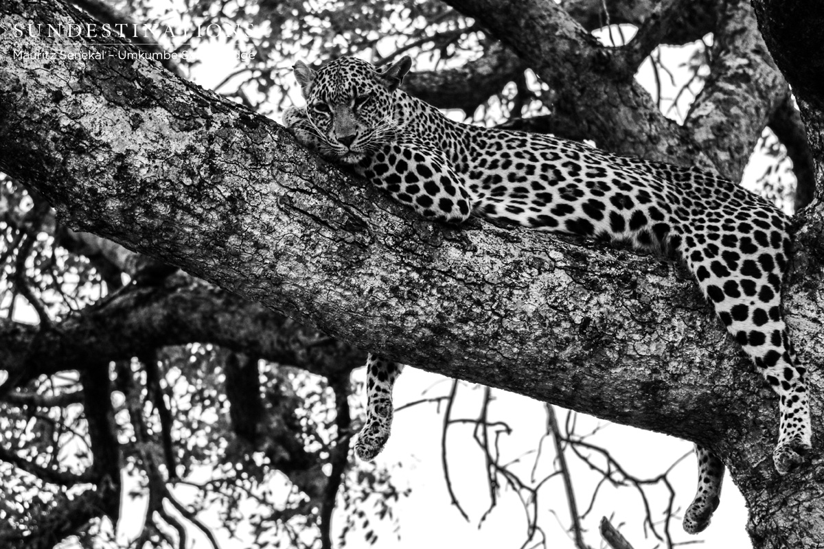 Tatowa in Tree Tatowa in Tree