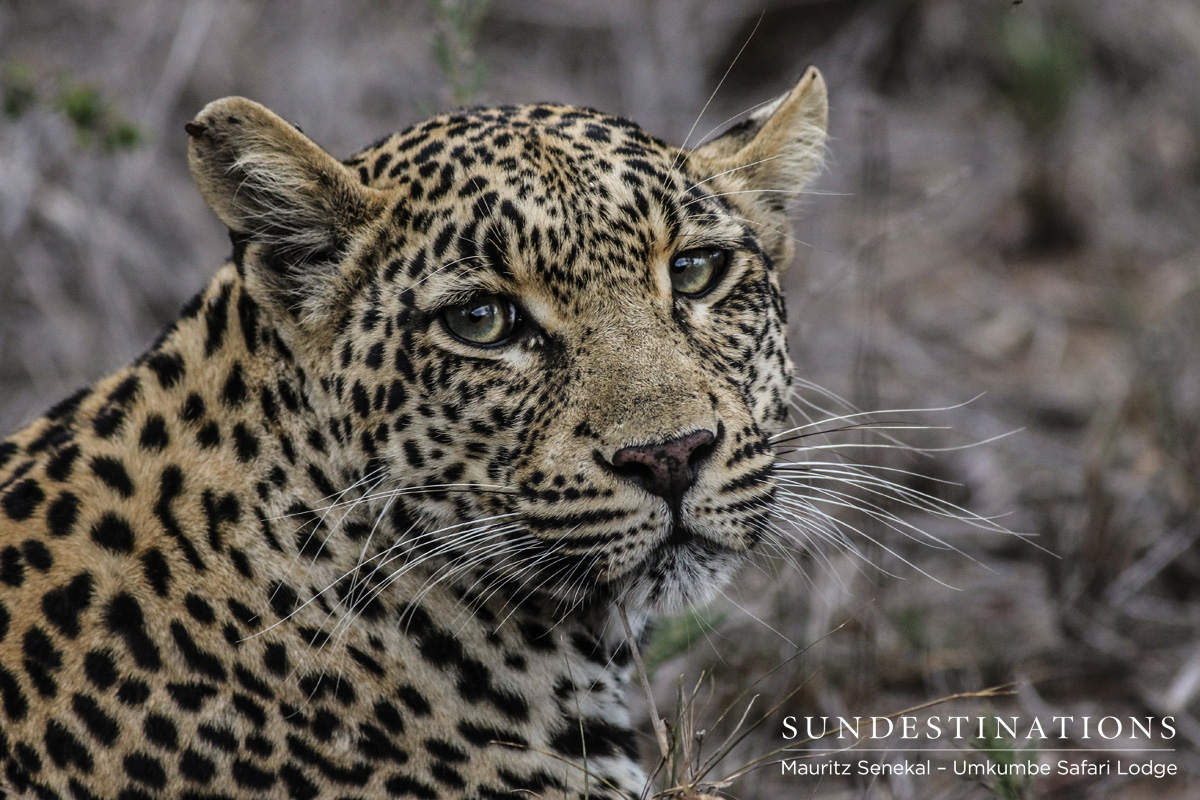 Tatowa - Umkumbe Tatowa - Umkumbe