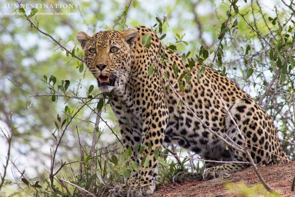 White Dam keeping alert White Dam keeping alert
