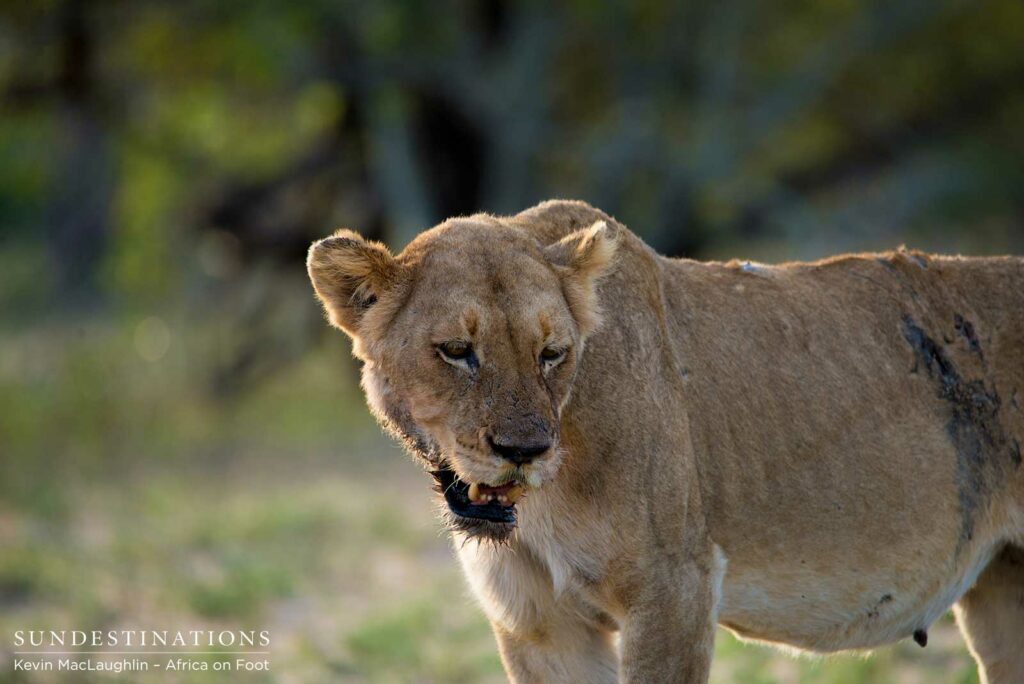 Ross Breakaway lioness, most recent mother to cubs Ross Breakaway lioness, most recent mother to cubs