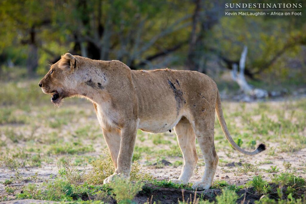 aof-2 Battle scars from recent fight with Hercules Pride