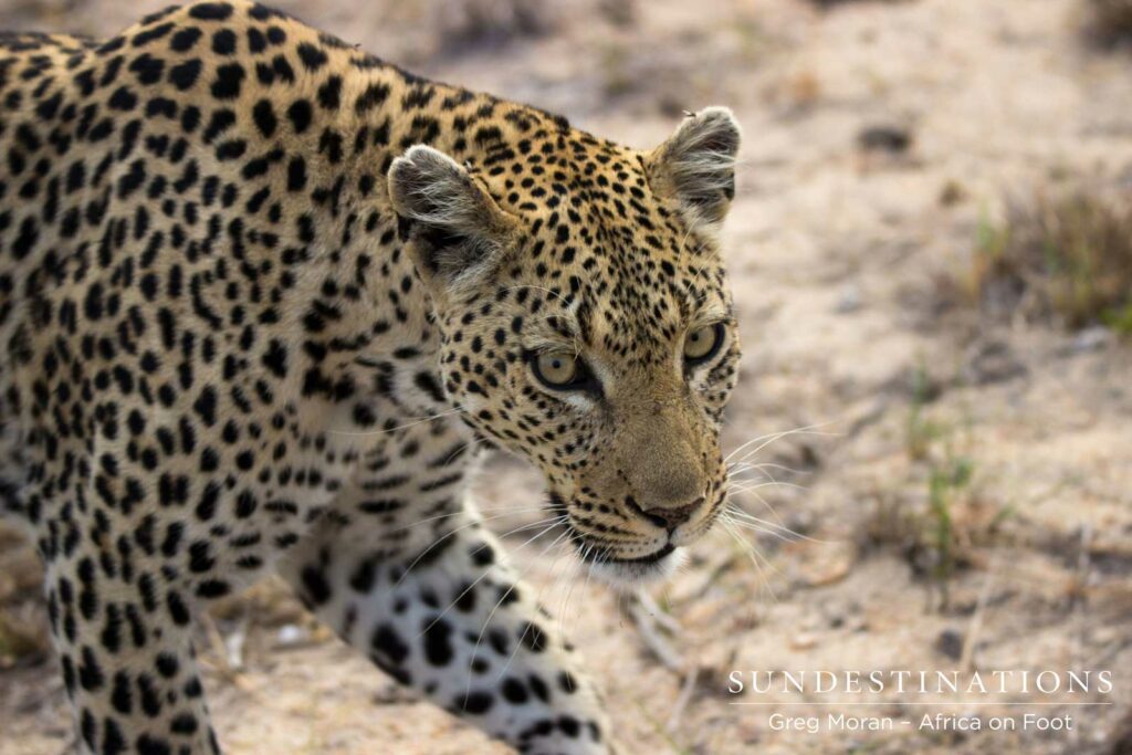 Cleo passing close to Africa on Foot game viewer Cleo passing close to Africa on Foot game viewer