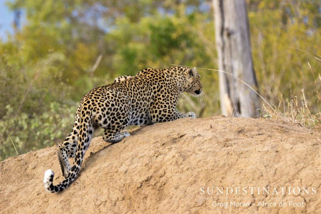 Mounting a termite mound to get a good look at the impala herd Mounting a termite mound to get a good look at the impala herd