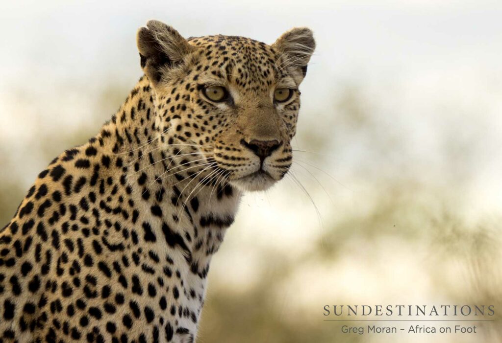 Cleo on the look out for impala Cleo on the look out for impala