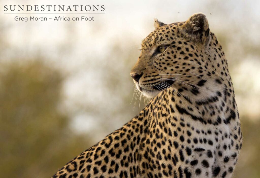 Cleo allowing us a good look at her Cleo allowing us a good look at her