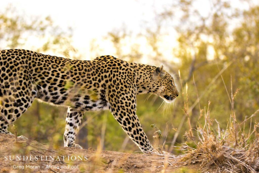 Cleo slinks off into the thick bush Cleo slinks off into the thick bush