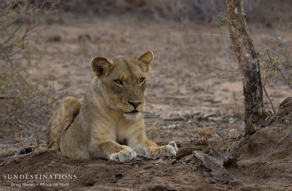 Young female of the Ross Pride Young female of the Ross Pride