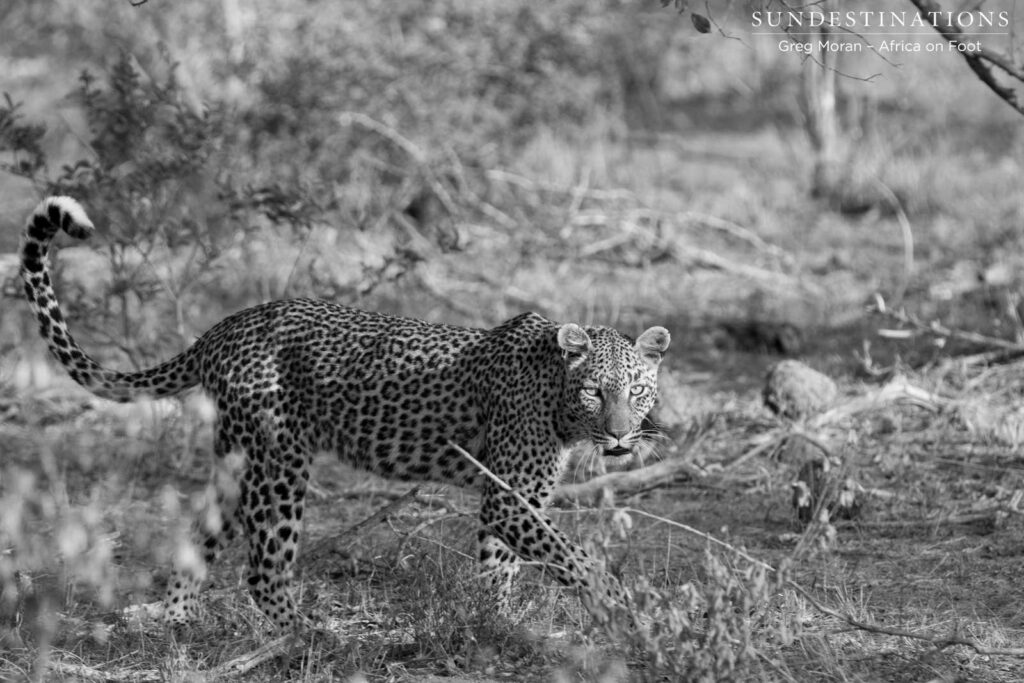 Marula Mafasi seen on afternoon drive Marula Mafasi seen on afternoon drive