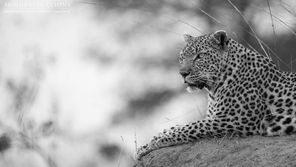 Cleo's majestic beauty Cleo's majestic beauty