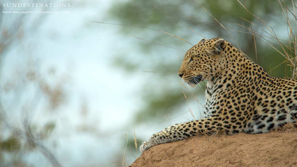 Cleo's watchful profile Cleo's watchful profile