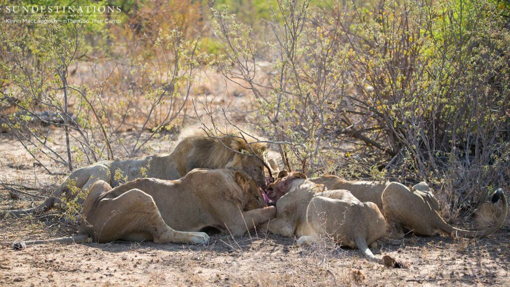 Ross Pride and the Good feasting on a small warthog Ross Pride and the Good feasting on a small warthog