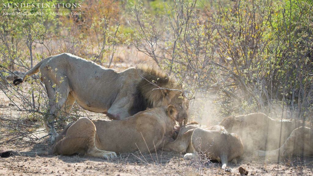 Scuffling around the kill: the Ross Pride and the Good Scuffling around the kill: the Ross Pride and the Good