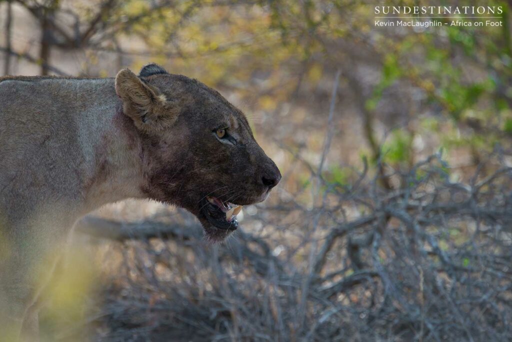 Ross Pride female covered in the aftermath of a warthog kill Ross Pride female covered in the aftermath of a warthog kill