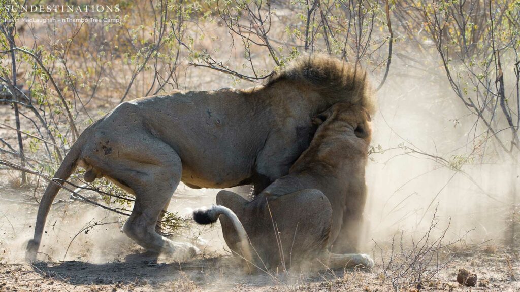 The Good and his son fight over their warthog meal The Good and his son fight over their warthog meal